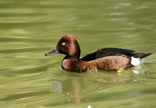 MORETTA TABACCATA - Ferruginous Duck - Aythya nyroca