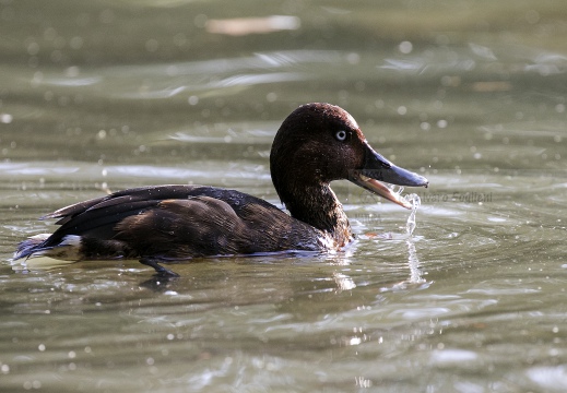 MORETTA TABACCATA - Ferruginous Duck - Aythya nyroca