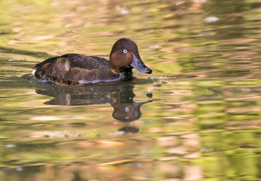 MORETTA TABACCATA - Ferruginous Duck - Aythya nyroca