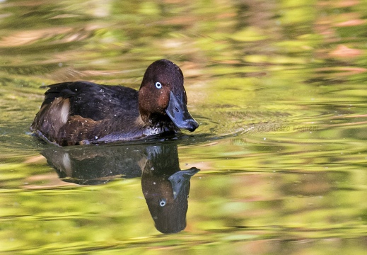 MORETTA TABACCATA - Ferruginous Duck - Aythya nyroca