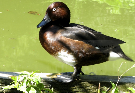 MORETTA TABACCATA - Ferruginous Duck - Aythya nyroca