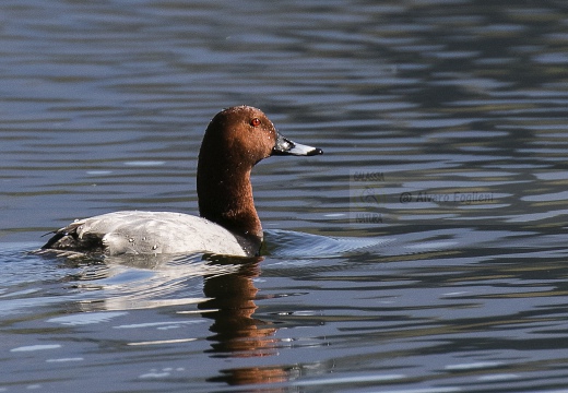 MORIGLIONE; Pochard; Aythya ferina