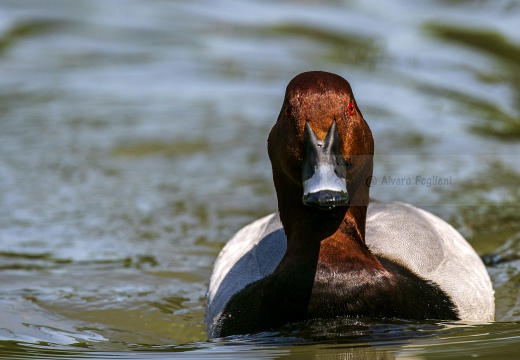 MORIGLIONE; Pochard; Aythya ferina