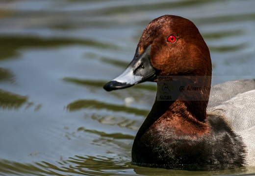 MORIGLIONE; Pochard; Aythya ferina