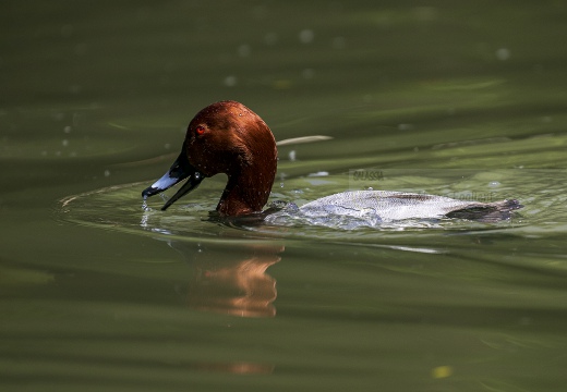 MORIGLIONE; Pochard; Aythya ferina