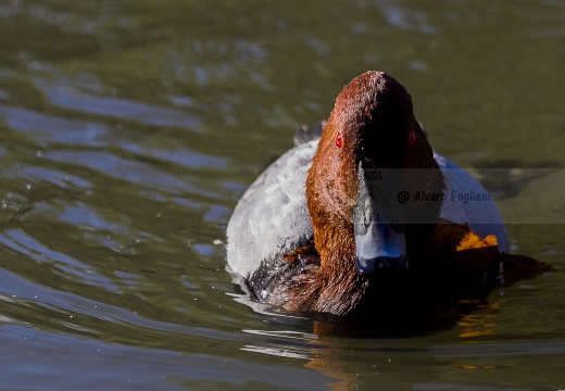 MORIGLIONE; Pochard; Aythya ferina