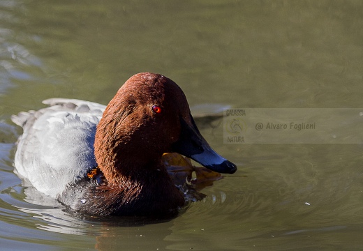 MORIGLIONE; Pochard; Aythya ferina