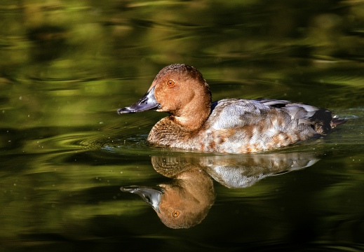 MORIGLIONE; Pochard; Aythya ferina