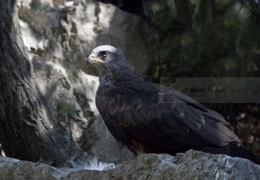 NIBBIO REALE, Red Kite, Milan royal; Milvus milvus