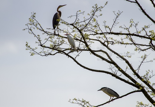 NITTICORA; Night Heron; Nycticorax nycticorax