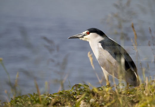 NITTICORA; Night Heron; Nycticorax nycticorax