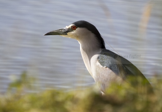 NITTICORA; Night Heron; Nycticorax nycticorax
