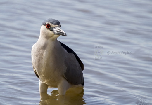 NITTICORA; Night Heron; Nycticorax nycticorax