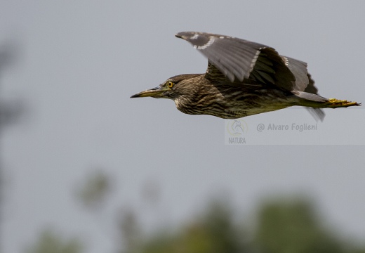 NITTICORA; Night Heron; Nycticorax nycticorax