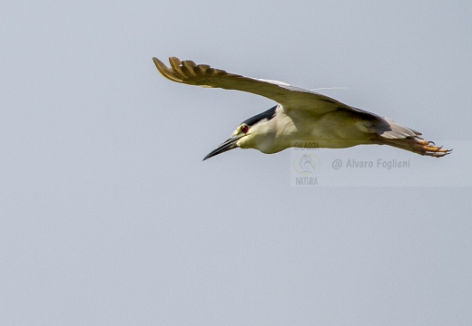 NITTICORA; Night Heron; Nycticorax nycticorax