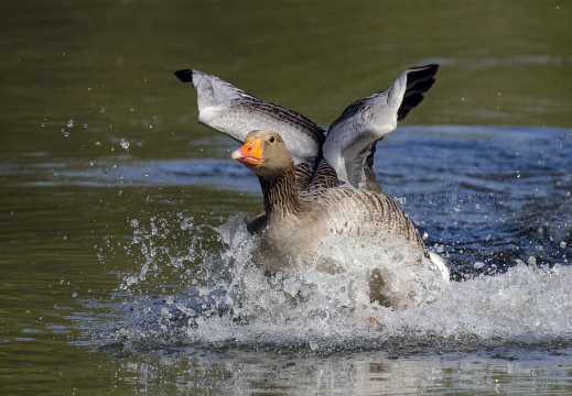 OCA SELVATICA; Greylag Goose; Anser anser 