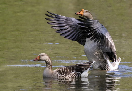 OCA SELVATICA; Greylag Goose; Anser anser 