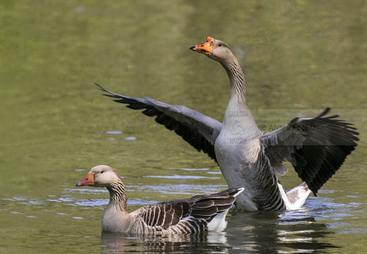 OCA SELVATICA; Greylag Goose; Anser anser 