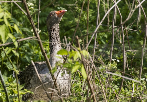 OCA SELVATICA; Greylag Goose; Anser anser 