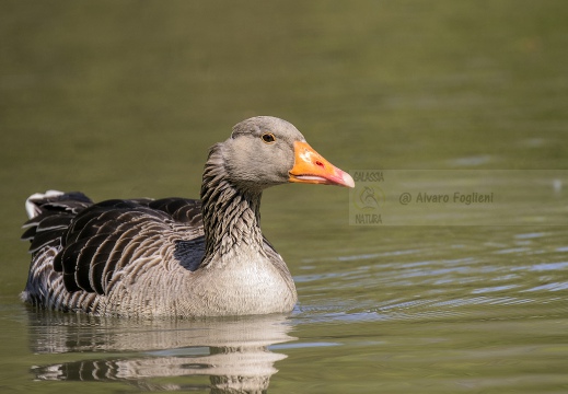 OCA SELVATICA; Greylag Goose; Anser anser 