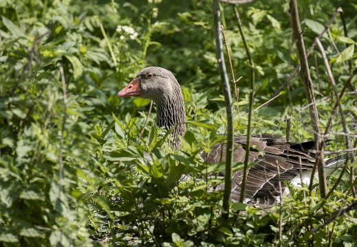 OCA SELVATICA; Greylag Goose; Anser anser 