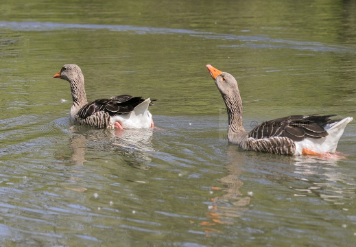 OCA SELVATICA; Greylag Goose; Anser anser 