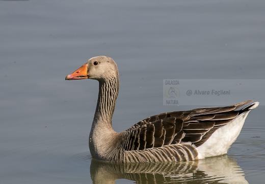 OCA SELVATICA; Greylag Goose; Anser anser 