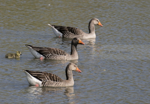 OCA SELVATICA; Greylag Goose; Anser anser 