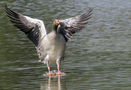 OCA SELVATICA; Greylag Goose; Anser anser 