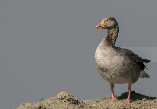 OCA SELVATICA; Greylag Goose; Anser anser 