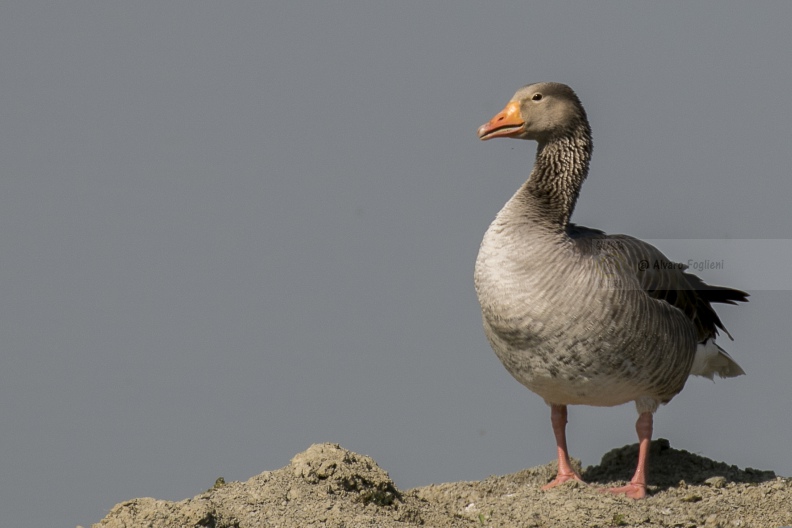 OCA SELVATICA; Greylag Goose; Anser anser 