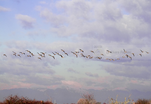 OCA SELVATICA; Greylag Goose; Anser anser 