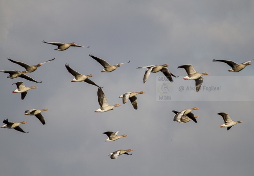OCA SELVATICA; Greylag Goose; Anser anser 