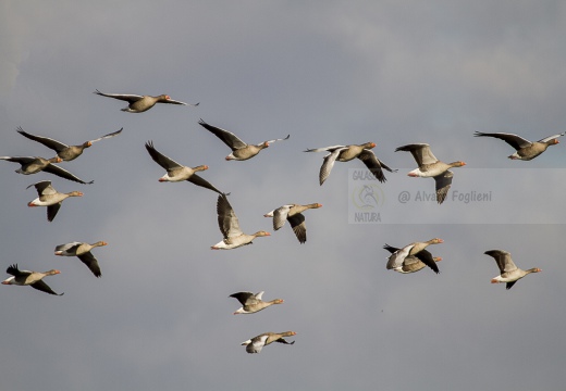 OCA SELVATICA; Greylag Goose; Anser anser 