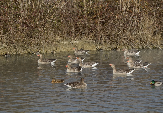 OCA SELVATICA; Greylag Goose; Anser anser 