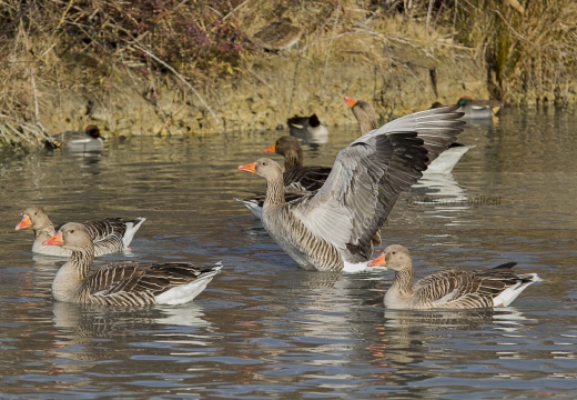 OCA SELVATICA; Greylag Goose; Anser anser 