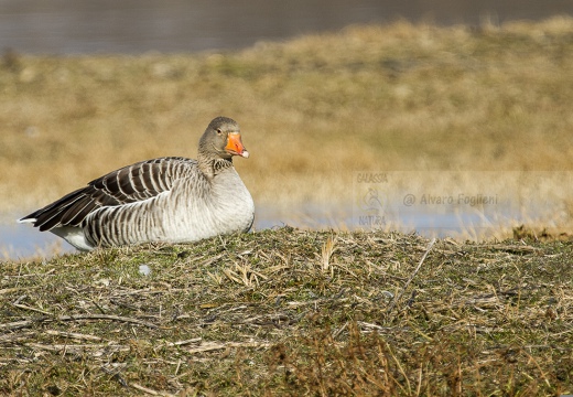 OCA SELVATICA; Greylag Goose; Anser anser 