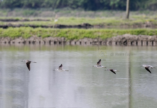 PANTANA; Greenshank; Tringa nebularia