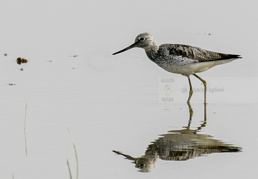 PANTANA; Greenshank; Tringa nebularia