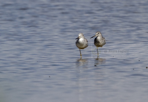 PANTANA; Greenshank; Tringa nebularia