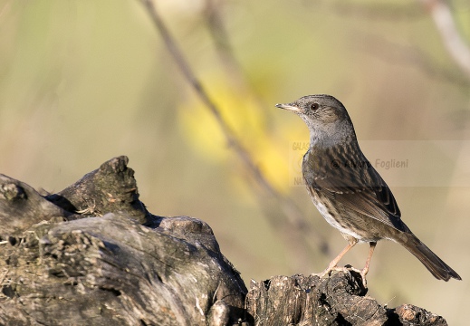 PASSERA SCOPAIOLA; Dunnock; Prunella modularis