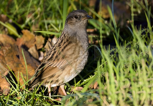 PASSERA SCOPAIOLA; Dunnock; Prunella modularis