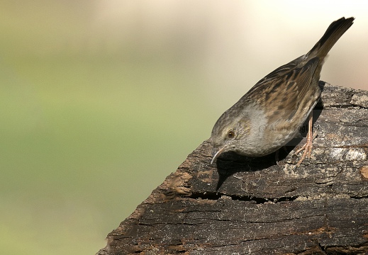 PASSERA SCOPAIOLA; Dunnock; Prunella modularis