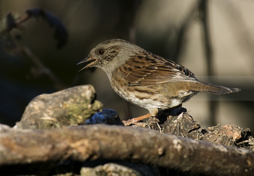 PASSERA SCOPAIOLA; Dunnock; Prunella modularis