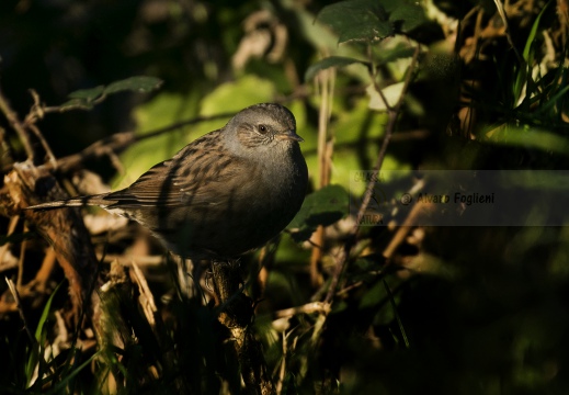 PASSERA SCOPAIOLA; Dunnock; Prunella modularis