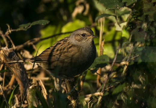 PASSERA SCOPAIOLA; Dunnock; Prunella modularis