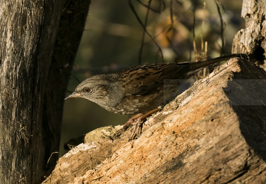 PASSERA SCOPAIOLA; Dunnock; Prunella modularis