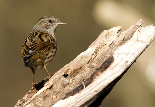 PASSERA SCOPAIOLA; Dunnock; Prunella modularis