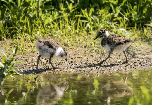 PAVONCELLA; Lapwing; Vanellus vanellus