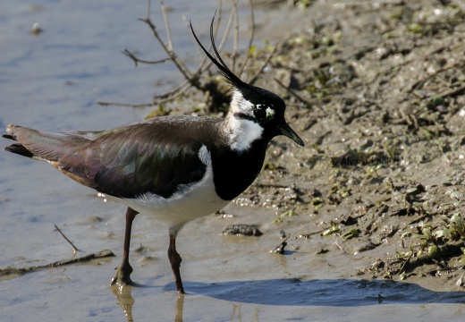 PAVONCELLA; Lapwing; Vanellus vanellus